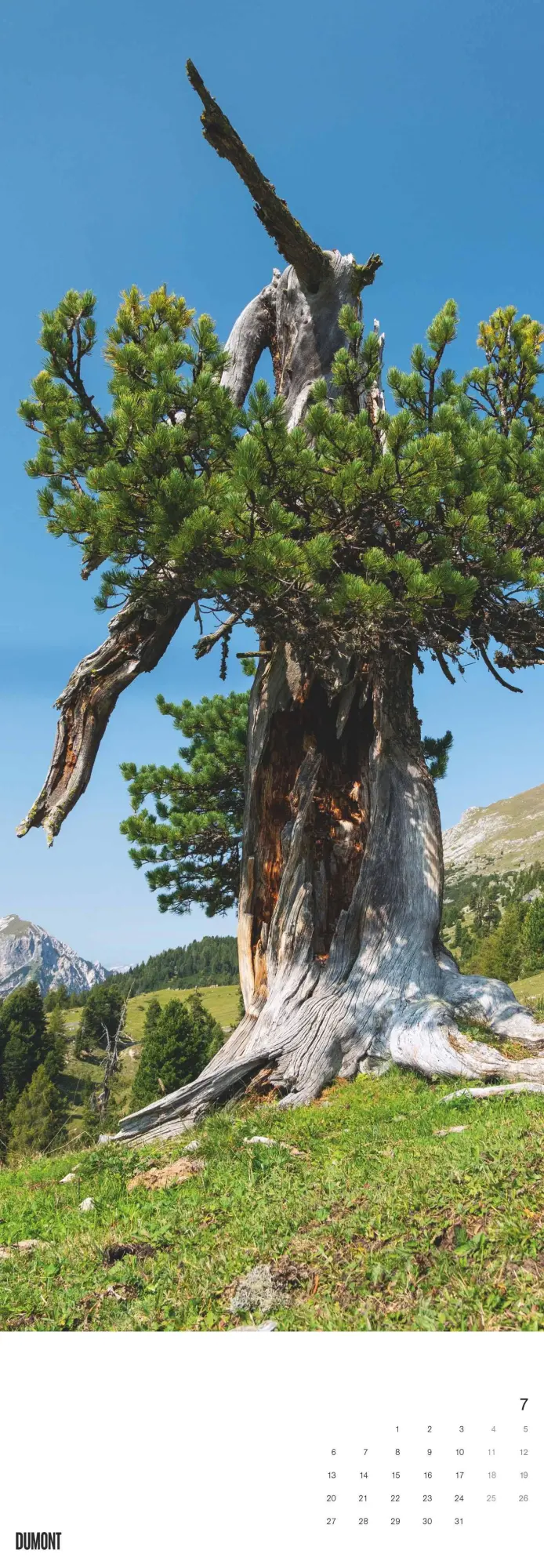 Bild: 4069095003514 | Bäume 2026 - Foto-Kalender - Wand-Kalender - King-Size - 34x98 | Trees