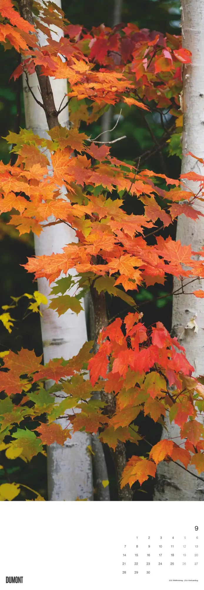 Bild: 4069095003514 | Bäume 2026 - Foto-Kalender - Wand-Kalender - King-Size - 34x98 | Trees