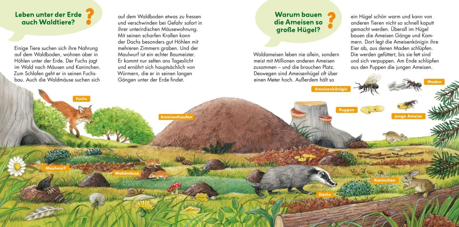 Bild: 9783551253514 | Frag doch mal ... die Maus: Im Wald | Erstes Sachwissen | Susanne Riha