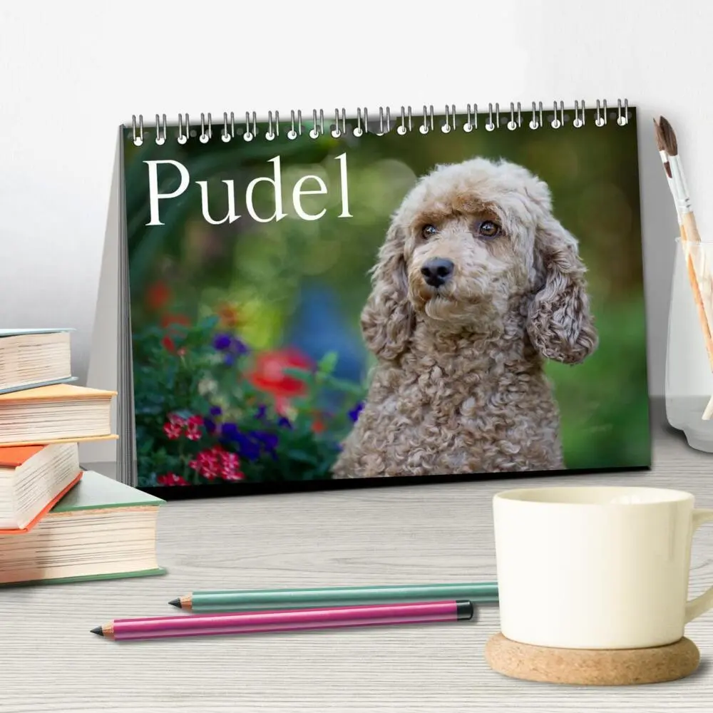 Bild: 9783435723614 | Pudel (Tischkalender 2025 DIN A5 quer), CALVENDO Monatskalender | 2025