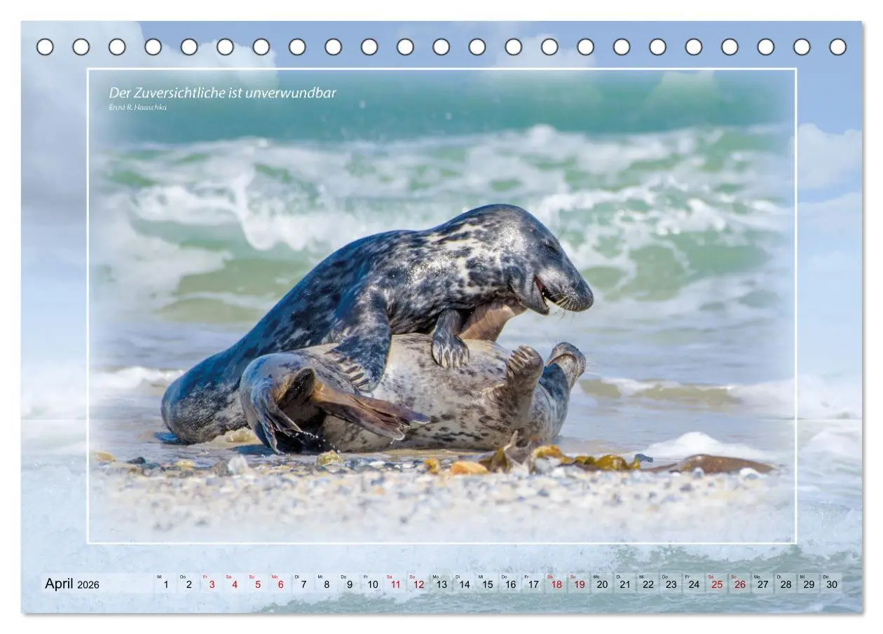 Bild: 9783457673614 | Insel Gedanken (Tischkalender 2026 DIN A5 quer), CALVENDO...
