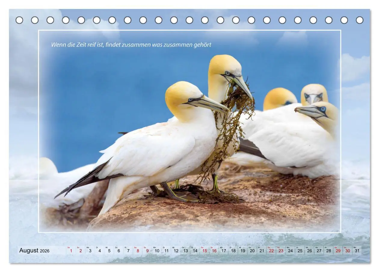 Bild: 9783457673614 | Insel Gedanken (Tischkalender 2026 DIN A5 quer), CALVENDO...