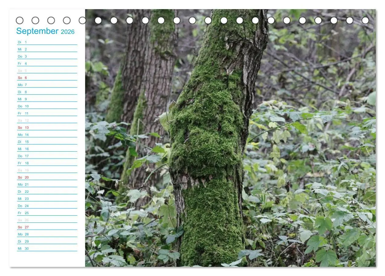 Bild: 9783457983614 | Wunderschöner Spreewald (Tischkalender 2026 DIN A5 quer), CALVENDO...