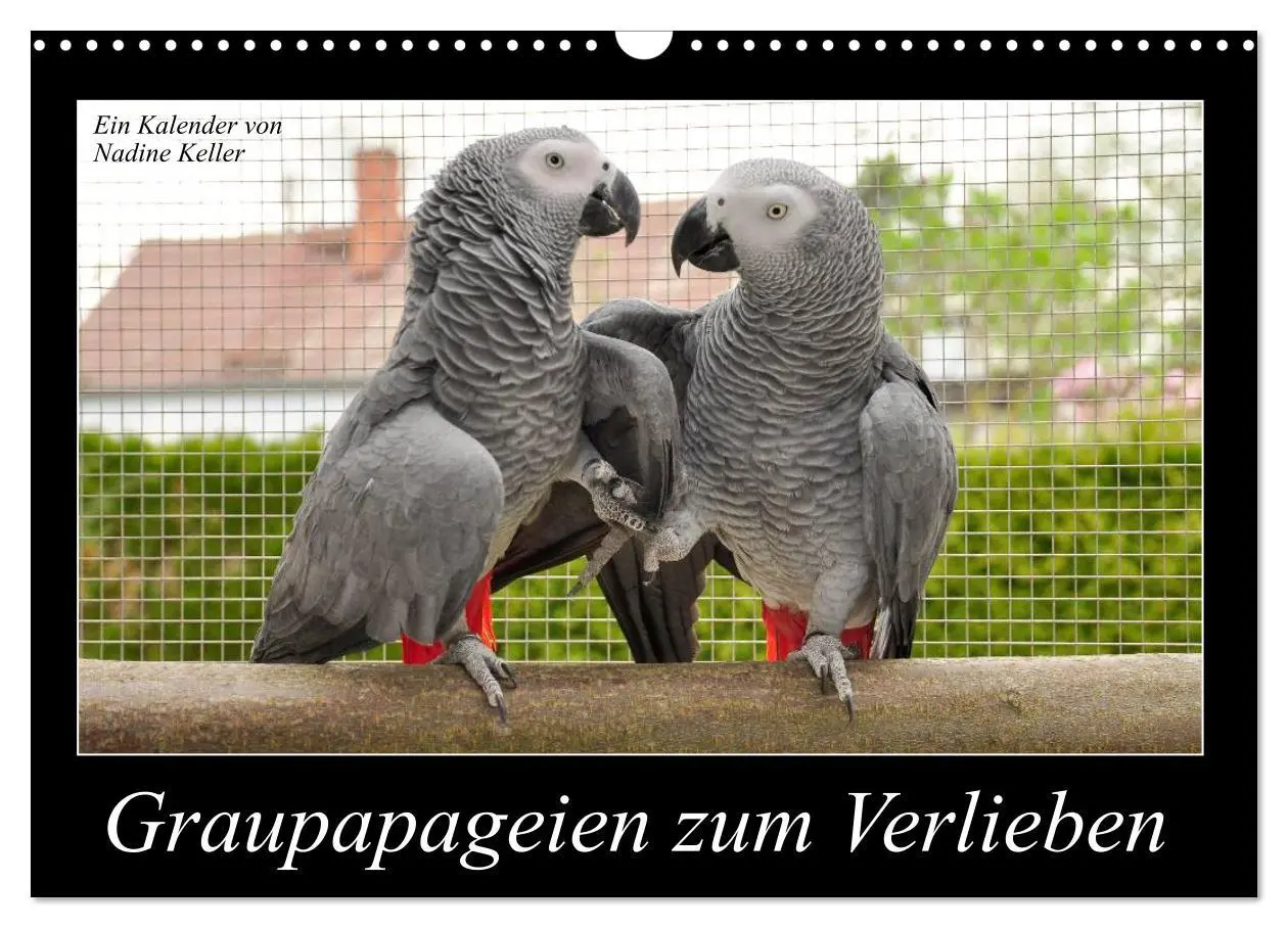 Cover: 9783516073614 | Graupapageien zum Verlieben (Wandkalender 2026 DIN A3 quer),...