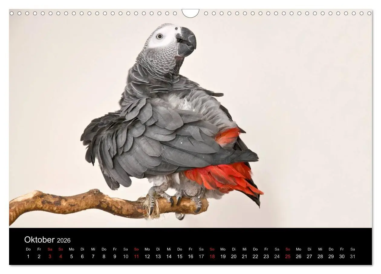 Bild: 9783516073614 | Graupapageien zum Verlieben (Wandkalender 2026 DIN A3 quer),...
