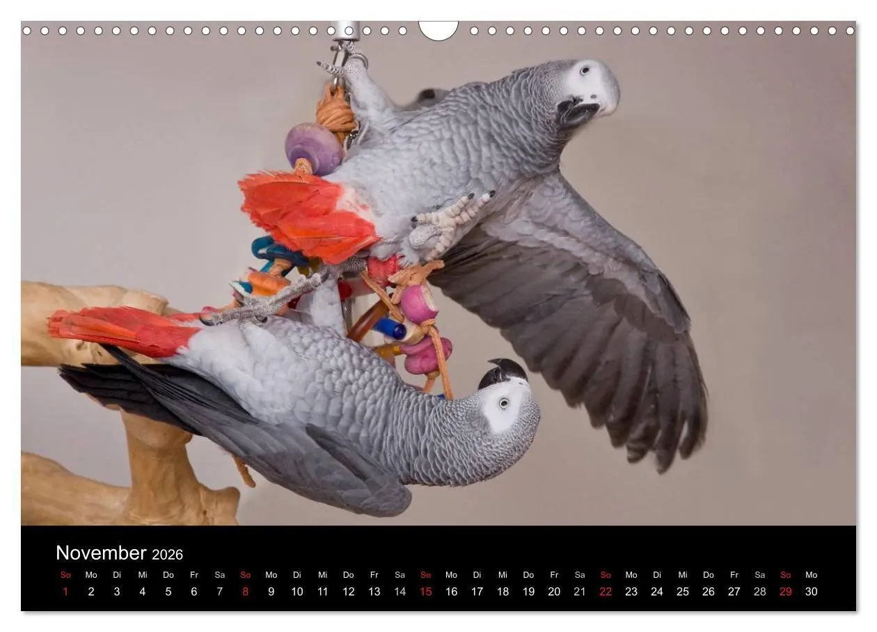Bild: 9783516073614 | Graupapageien zum Verlieben (Wandkalender 2026 DIN A3 quer),...