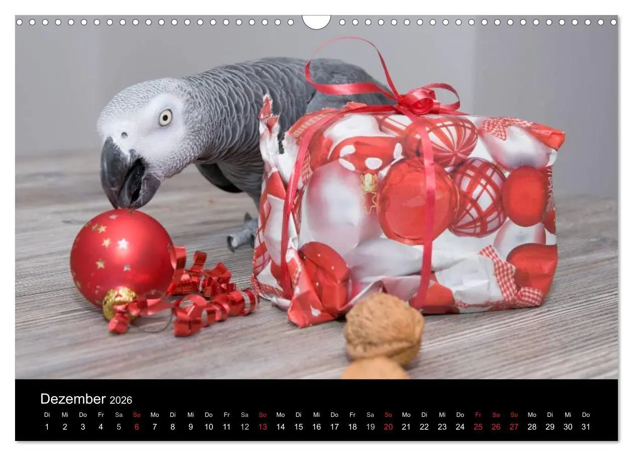 Bild: 9783516073614 | Graupapageien zum Verlieben (Wandkalender 2026 DIN A3 quer),...