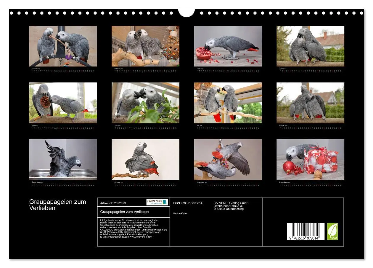 Bild: 9783516073614 | Graupapageien zum Verlieben (Wandkalender 2026 DIN A3 quer),...