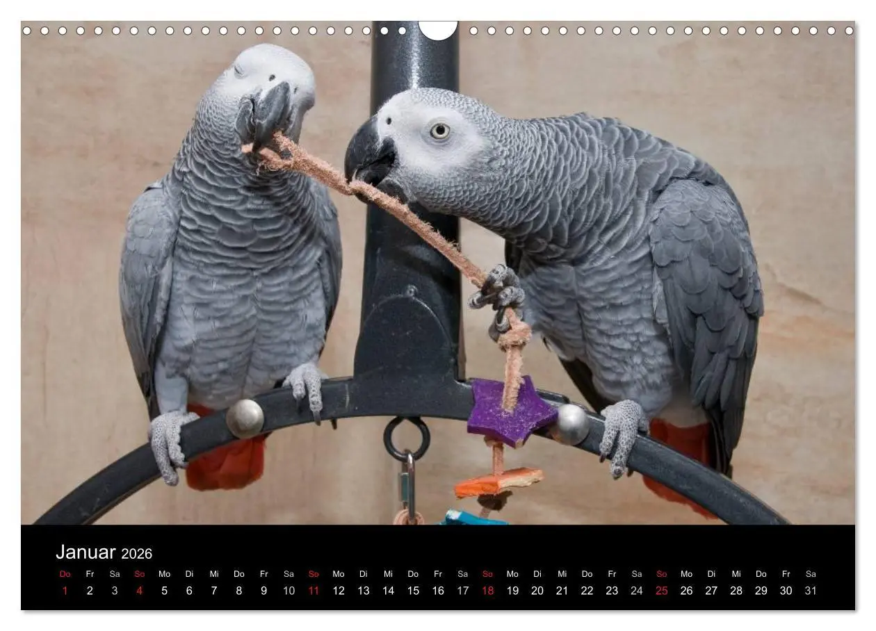 Bild: 9783516073614 | Graupapageien zum Verlieben (Wandkalender 2026 DIN A3 quer),...