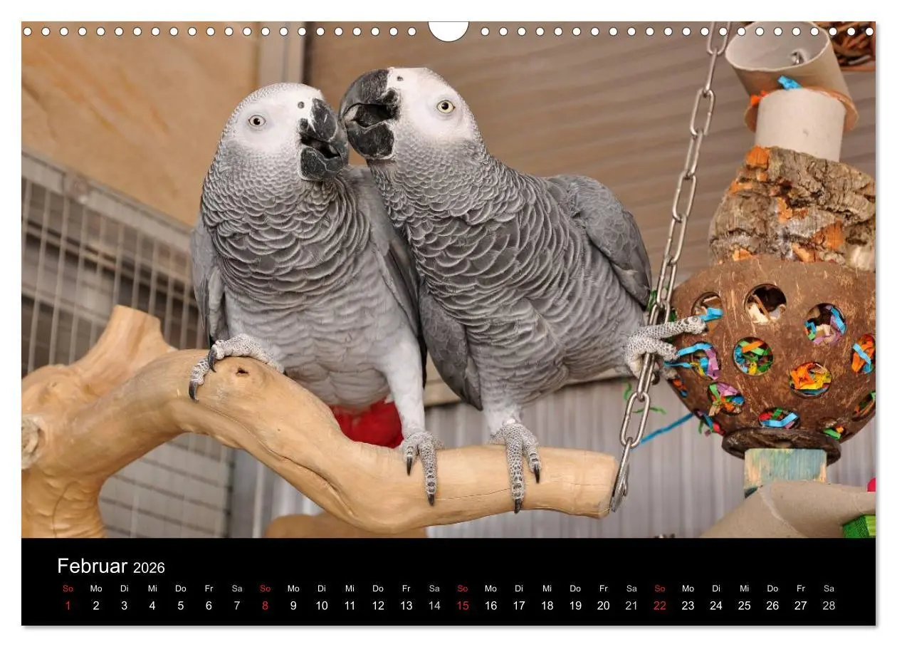 Bild: 9783516073614 | Graupapageien zum Verlieben (Wandkalender 2026 DIN A3 quer),...