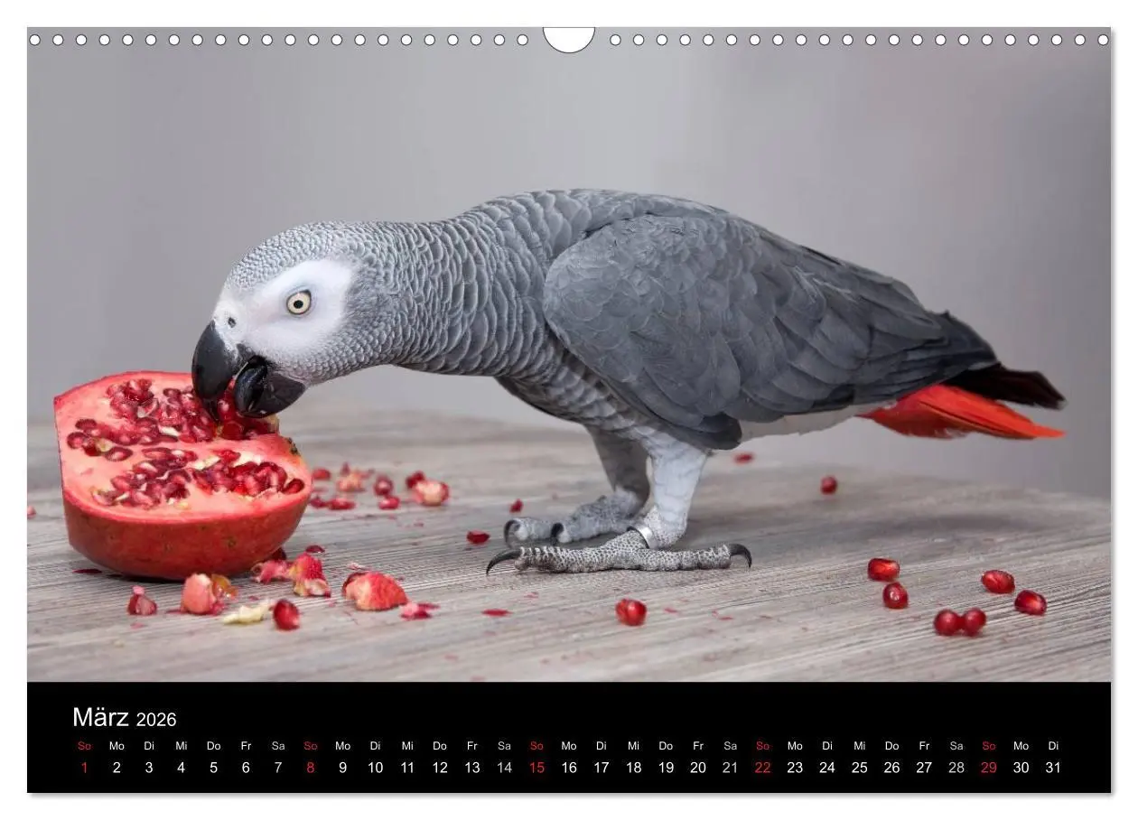 Bild: 9783516073614 | Graupapageien zum Verlieben (Wandkalender 2026 DIN A3 quer),...