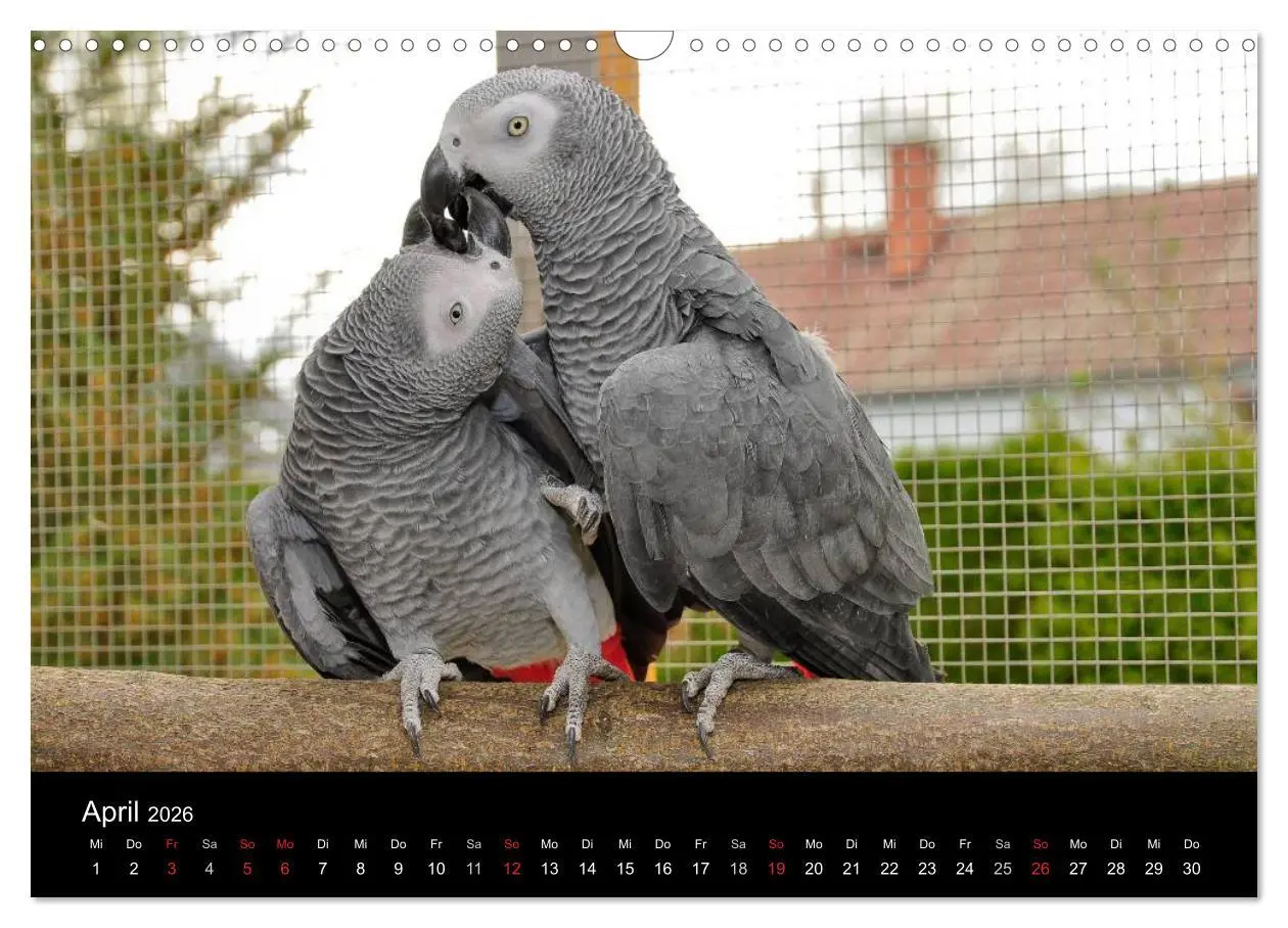Bild: 9783516073614 | Graupapageien zum Verlieben (Wandkalender 2026 DIN A3 quer),...