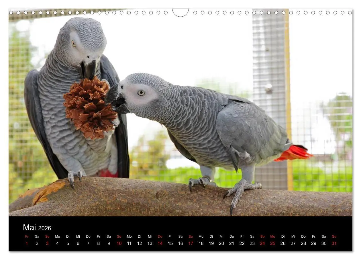 Bild: 9783516073614 | Graupapageien zum Verlieben (Wandkalender 2026 DIN A3 quer),...