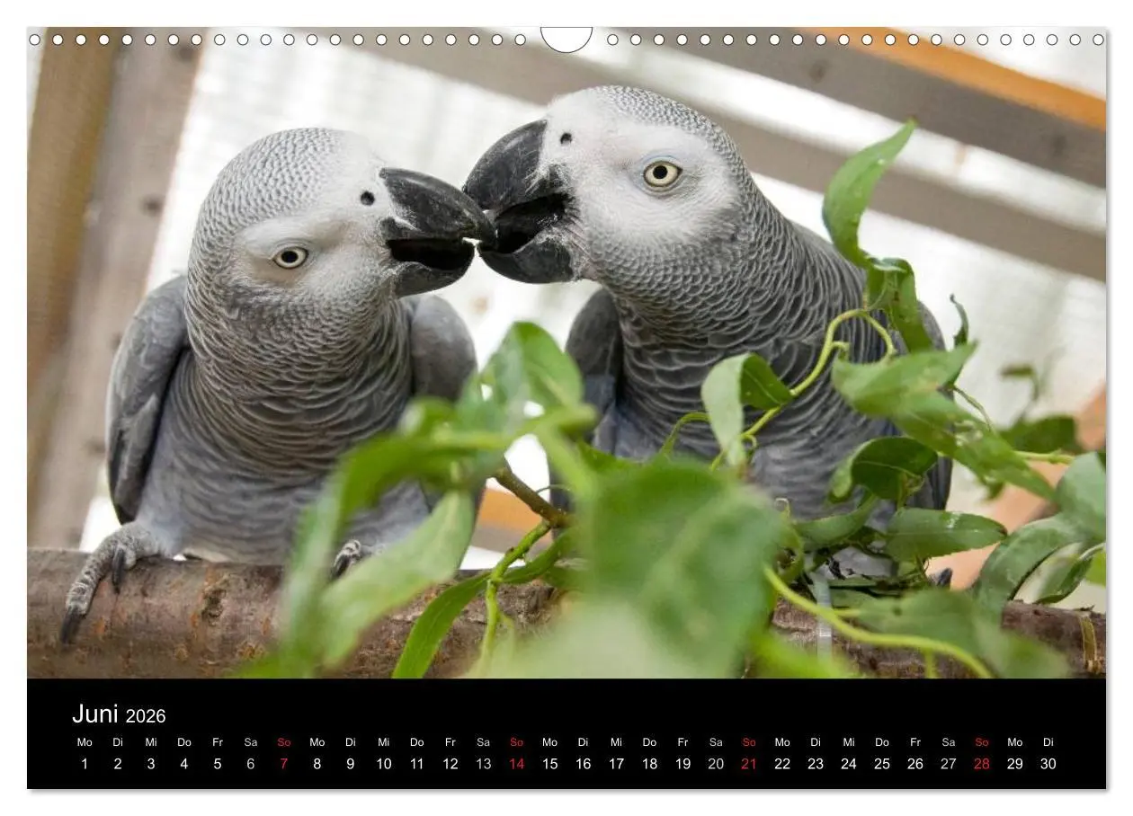 Bild: 9783516073614 | Graupapageien zum Verlieben (Wandkalender 2026 DIN A3 quer),...