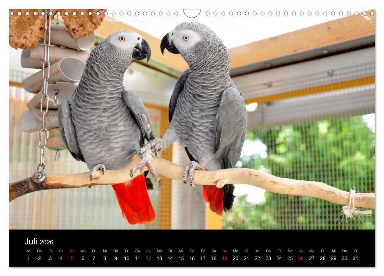 Bild: 9783516073614 | Graupapageien zum Verlieben (Wandkalender 2026 DIN A3 quer),...