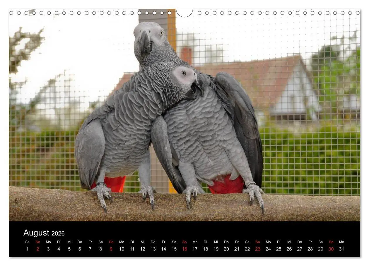 Bild: 9783516073614 | Graupapageien zum Verlieben (Wandkalender 2026 DIN A3 quer),...
