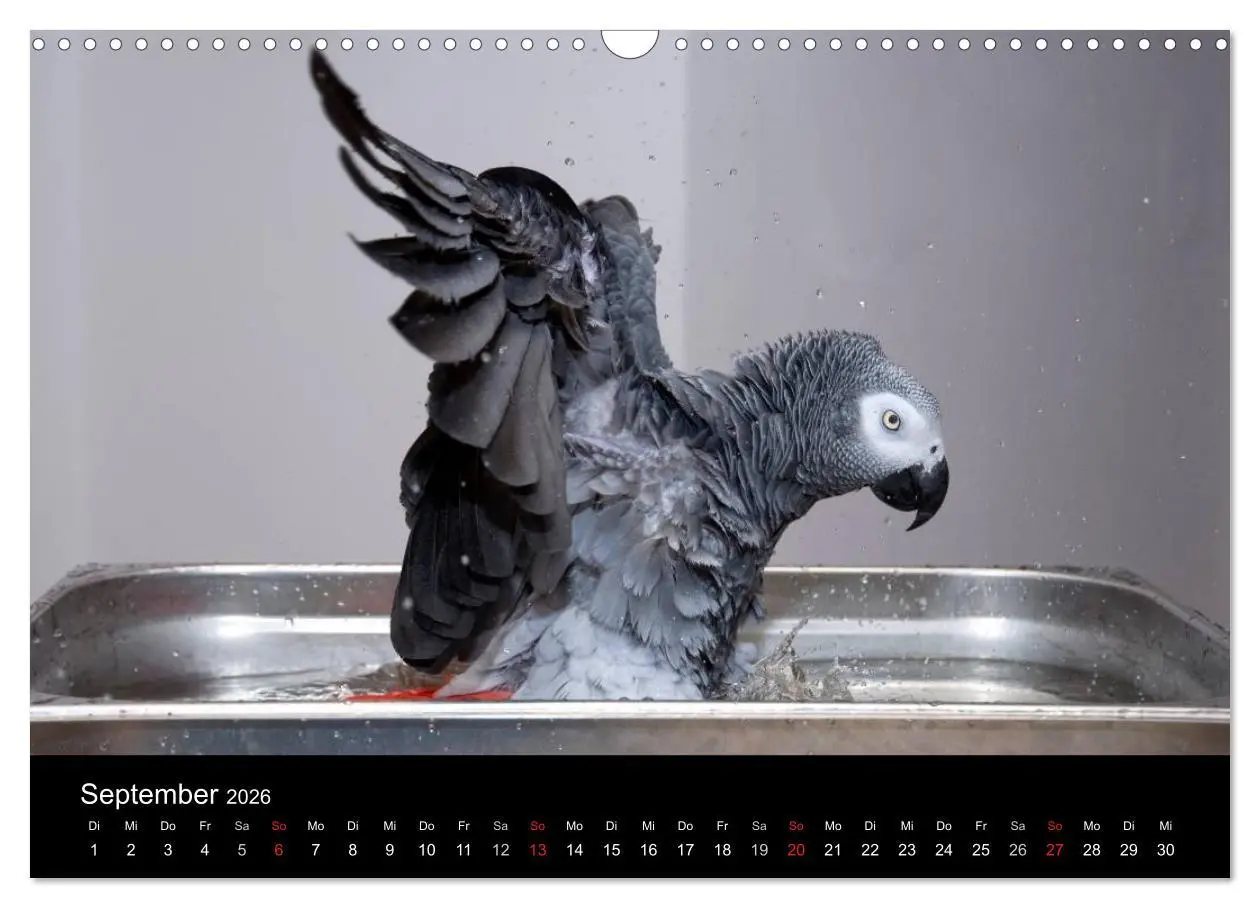 Bild: 9783516073614 | Graupapageien zum Verlieben (Wandkalender 2026 DIN A3 quer),...