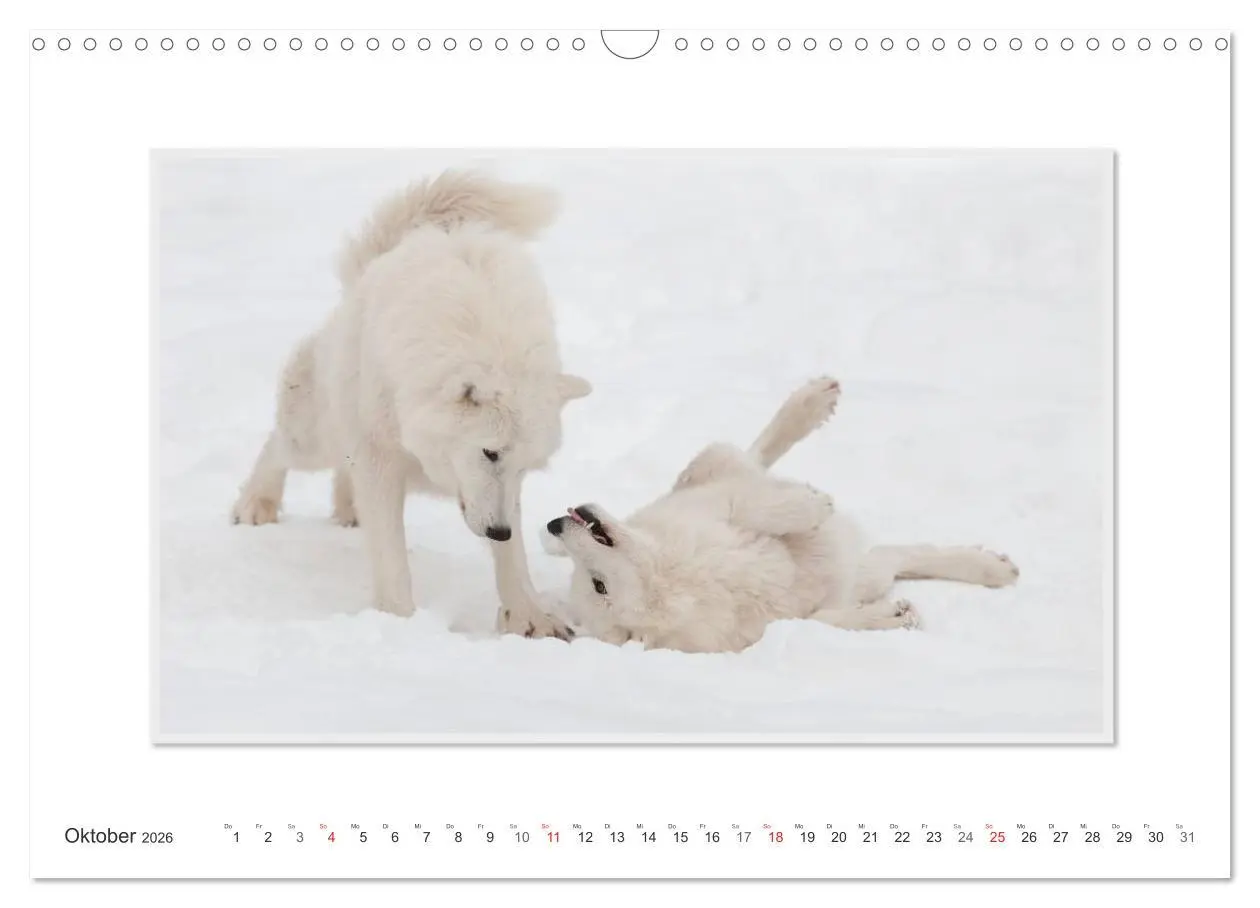 Bild: 9783516143614 | Emotionale Momente: Polarwölfe. / CH-Version (Wandkalender 2026 DIN...