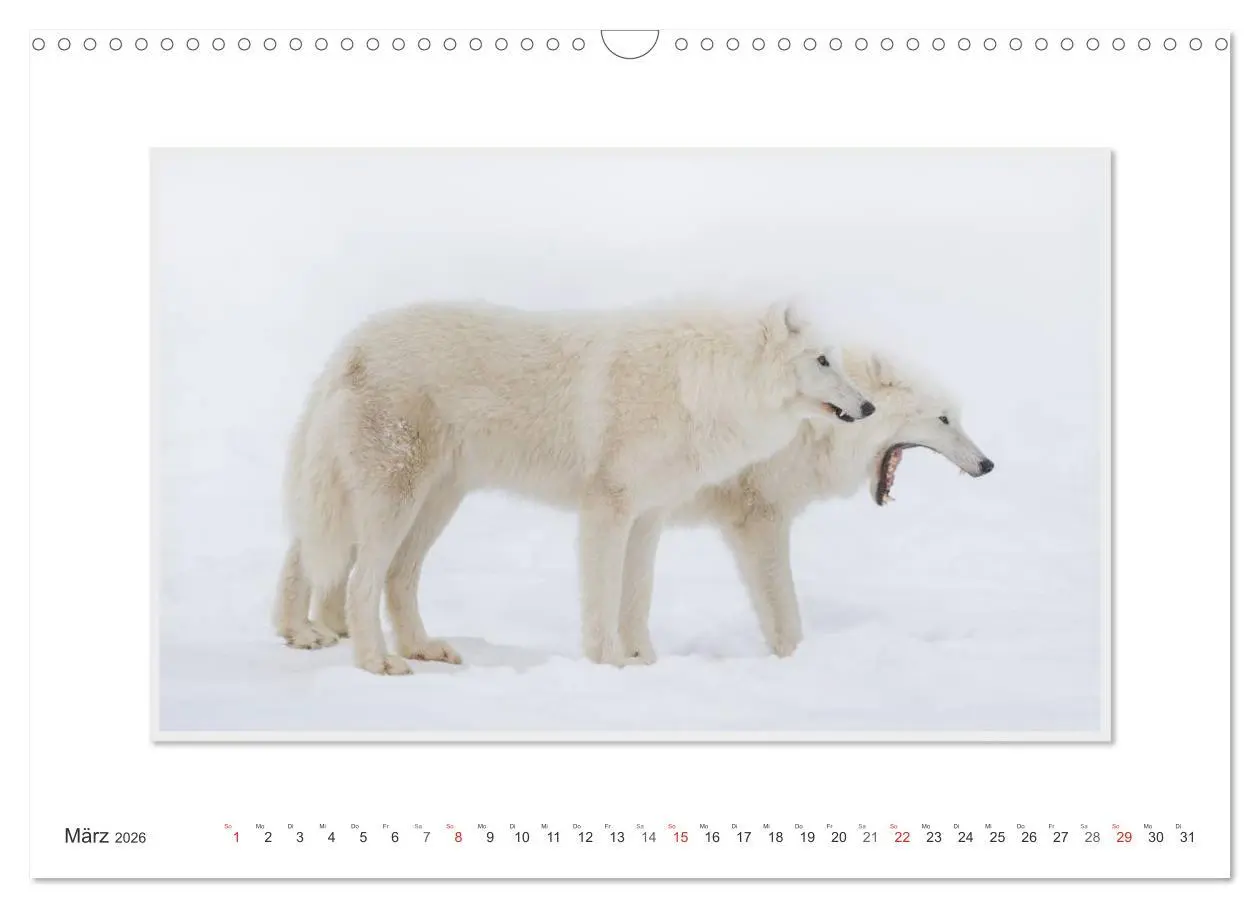 Bild: 9783516143614 | Emotionale Momente: Polarwölfe. / CH-Version (Wandkalender 2026 DIN...