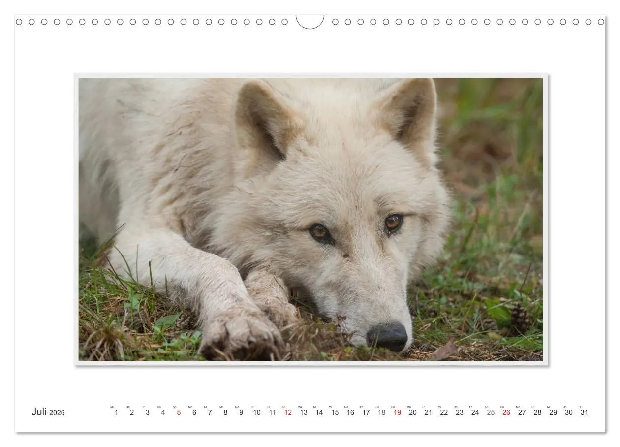 Bild: 9783516143614 | Emotionale Momente: Polarwölfe. / CH-Version (Wandkalender 2026 DIN...