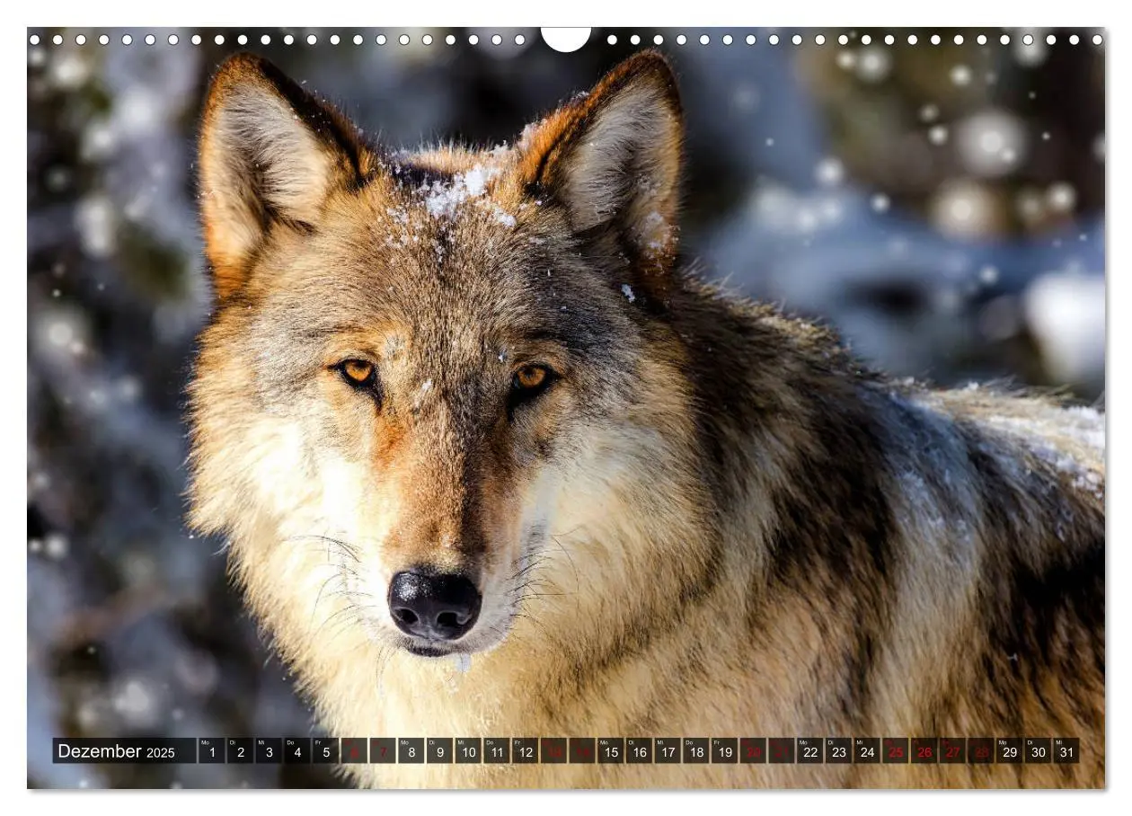 Bild: 9783435263714 | Begegnung mit dem Wolf (Wandkalender 2025 DIN A3 quer), CALVENDO...