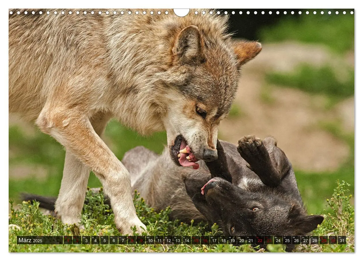 Bild: 9783435263714 | Begegnung mit dem Wolf (Wandkalender 2025 DIN A3 quer), CALVENDO...