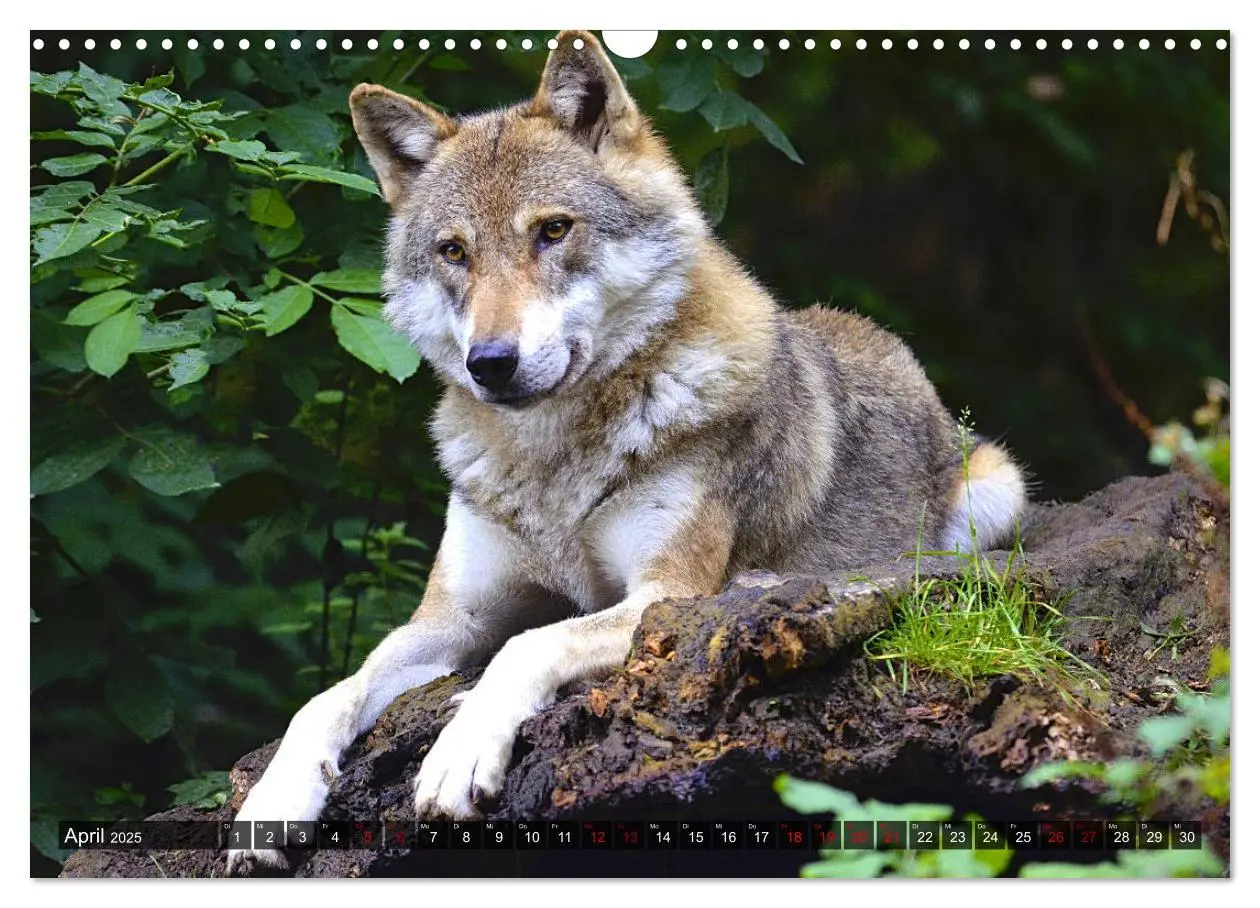 Bild: 9783435263714 | Begegnung mit dem Wolf (Wandkalender 2025 DIN A3 quer), CALVENDO...