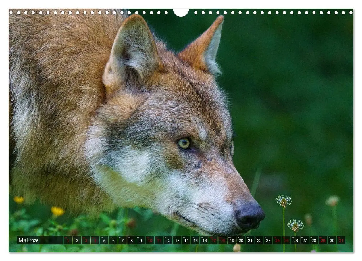 Bild: 9783435263714 | Begegnung mit dem Wolf (Wandkalender 2025 DIN A3 quer), CALVENDO...