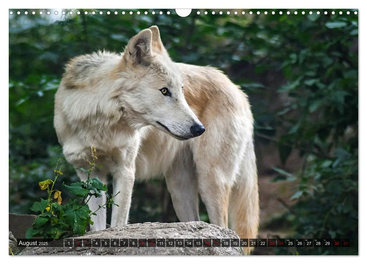 Bild: 9783435263714 | Begegnung mit dem Wolf (Wandkalender 2025 DIN A3 quer), CALVENDO...