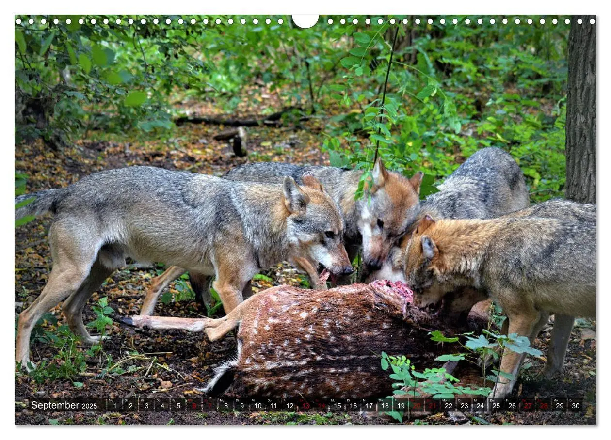 Bild: 9783435263714 | Begegnung mit dem Wolf (Wandkalender 2025 DIN A3 quer), CALVENDO...