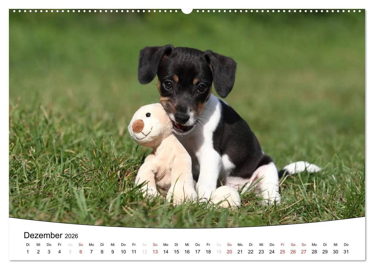 Bild: 9783516203714 | Welpen - Puppies (hochwertiger Premium Wandkalender 2026 DIN A2...