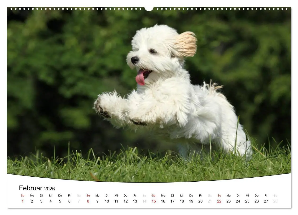 Bild: 9783516203714 | Welpen - Puppies (hochwertiger Premium Wandkalender 2026 DIN A2...