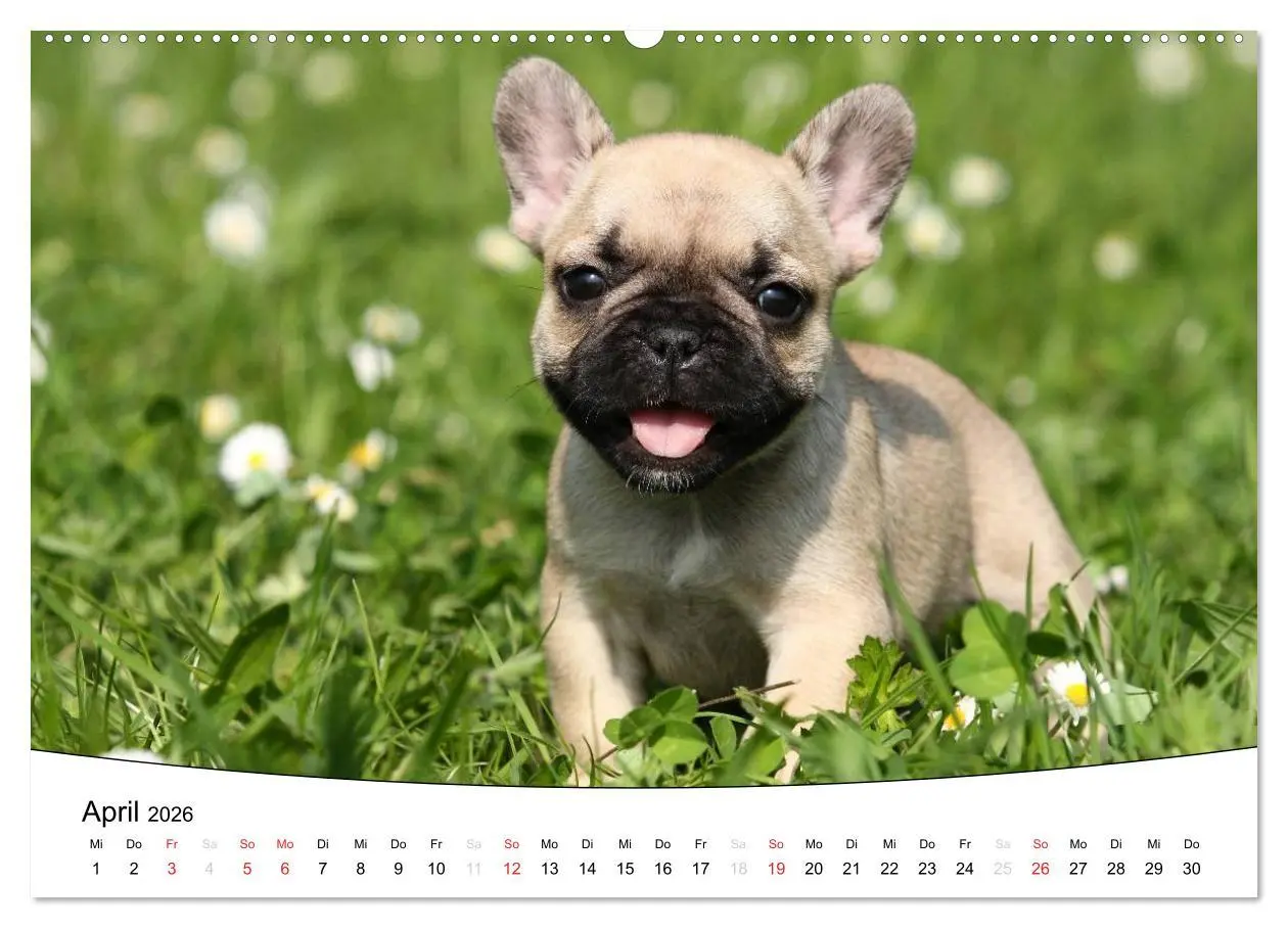Bild: 9783516203714 | Welpen - Puppies (hochwertiger Premium Wandkalender 2026 DIN A2...