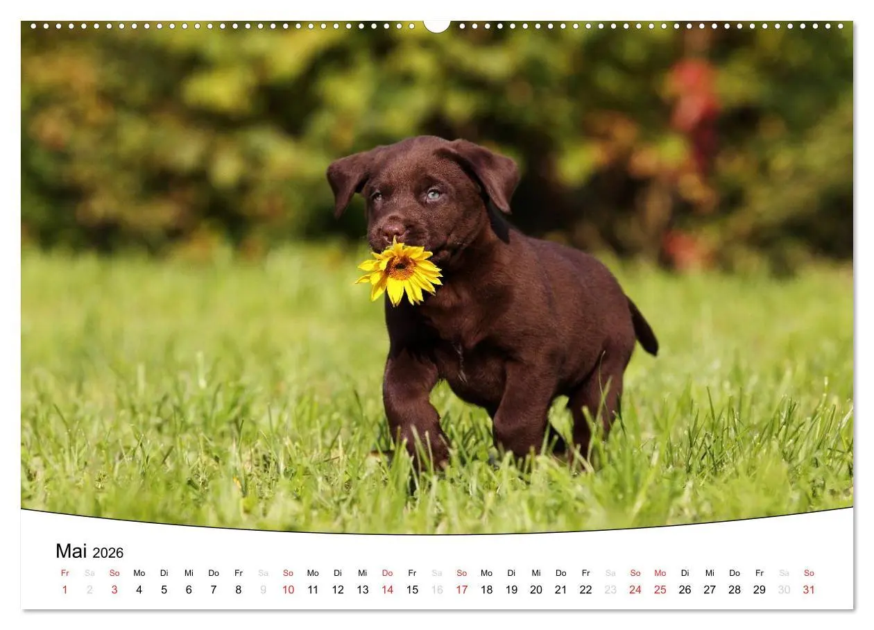 Bild: 9783516203714 | Welpen - Puppies (hochwertiger Premium Wandkalender 2026 DIN A2...