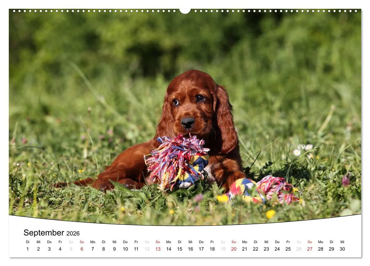 Bild: 9783516203714 | Welpen - Puppies (hochwertiger Premium Wandkalender 2026 DIN A2...