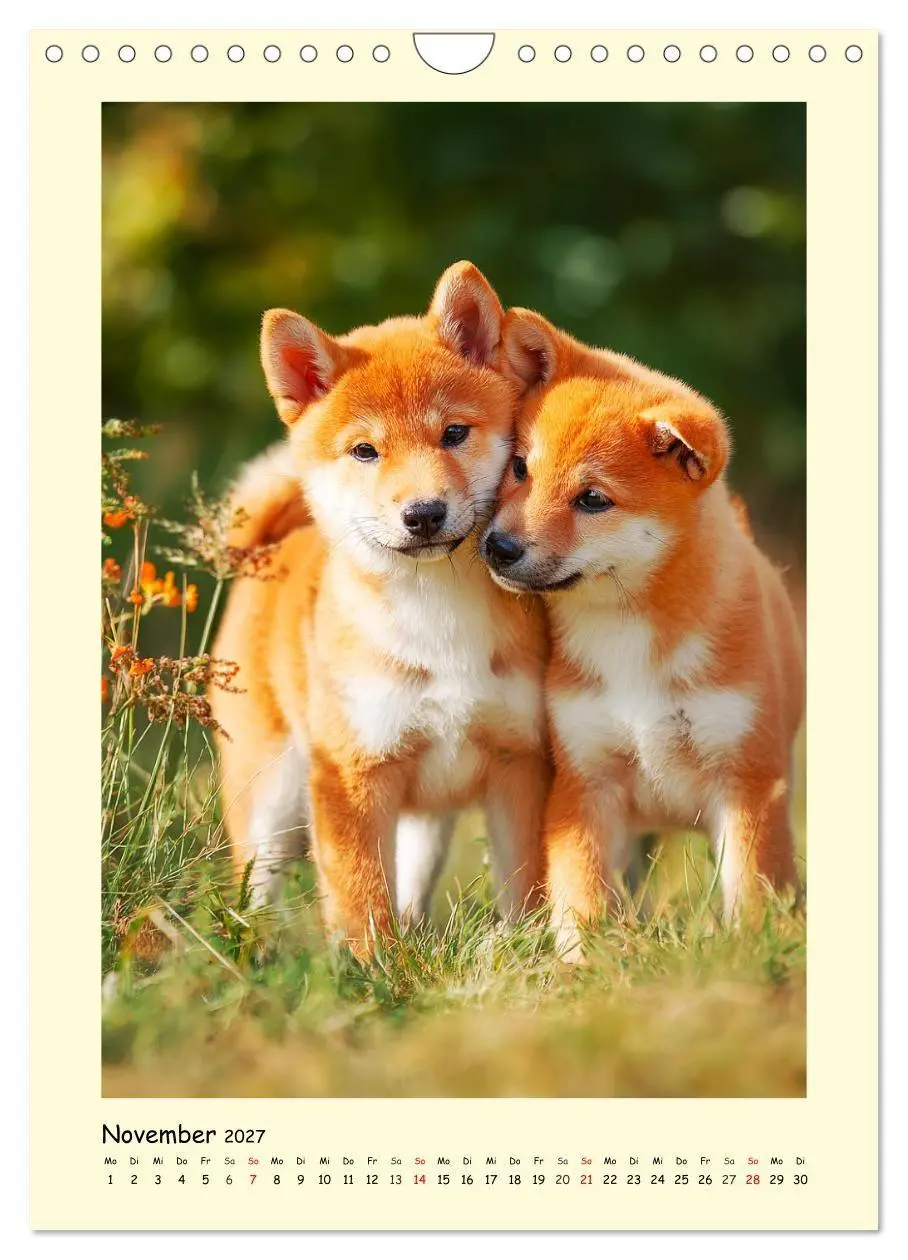 Bild: 9783516753714 | Shiba Inu Momente. Japans elegante Seelenhunde (Wandkalender 2027...