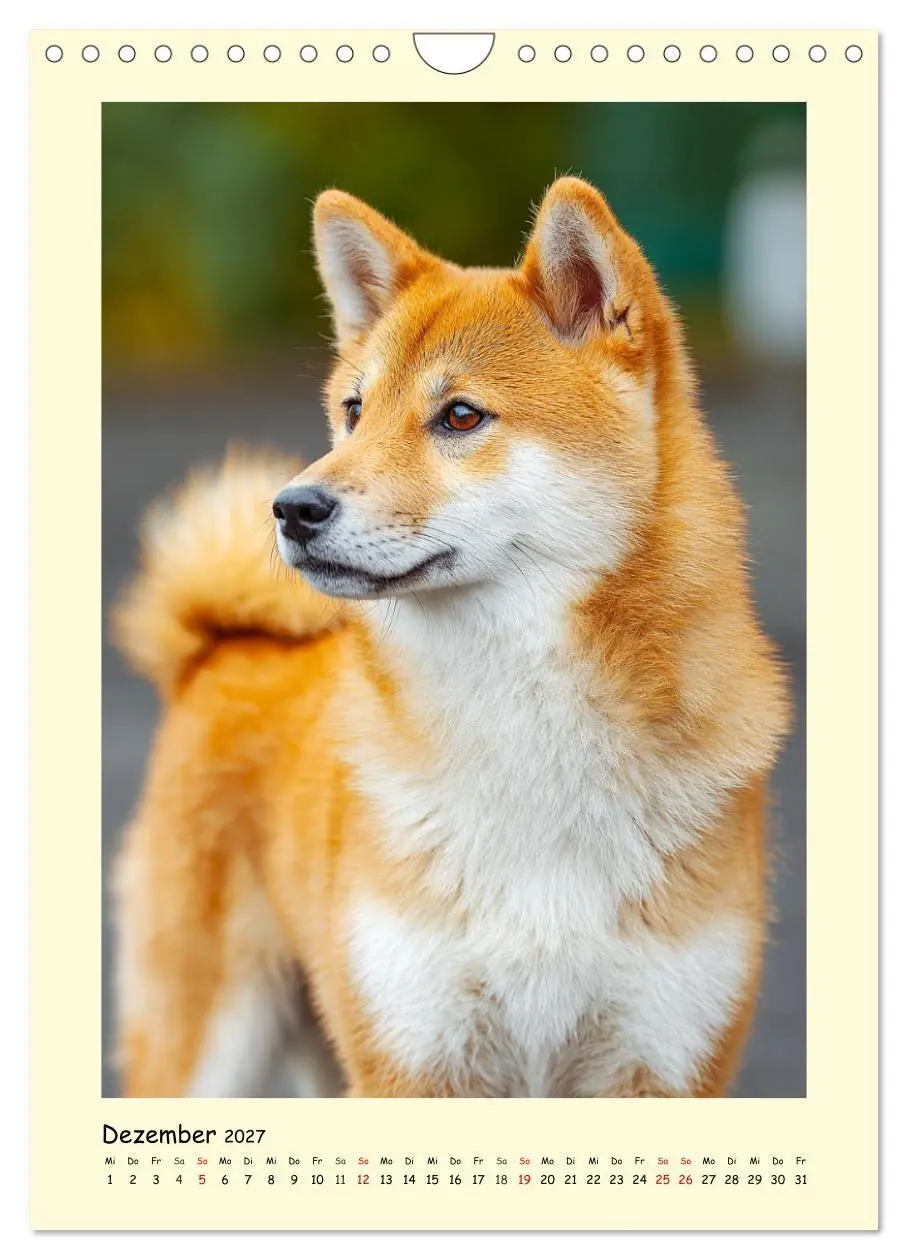 Bild: 9783516753714 | Shiba Inu Momente. Japans elegante Seelenhunde (Wandkalender 2027...