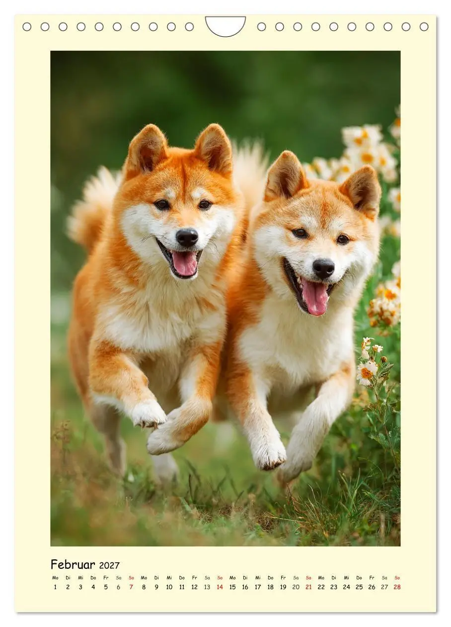 Bild: 9783516753714 | Shiba Inu Momente. Japans elegante Seelenhunde (Wandkalender 2027...