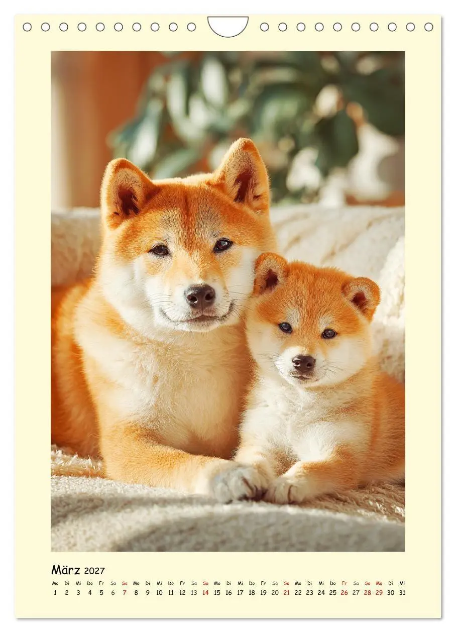 Bild: 9783516753714 | Shiba Inu Momente. Japans elegante Seelenhunde (Wandkalender 2027...