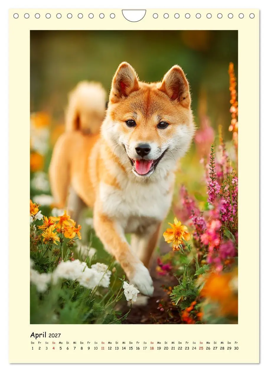 Bild: 9783516753714 | Shiba Inu Momente. Japans elegante Seelenhunde (Wandkalender 2027...