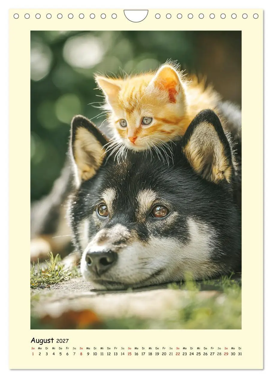 Bild: 9783516753714 | Shiba Inu Momente. Japans elegante Seelenhunde (Wandkalender 2027...