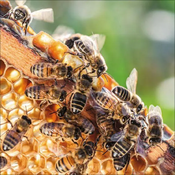 Bild: 9783819303814 | Bienen 2027 | Verlag Korsch | Kalender | 13 S. | Deutsch | 2027