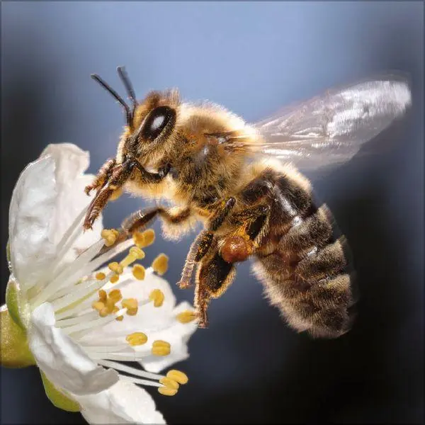 Bild: 9783819303814 | Bienen 2027 | Verlag Korsch | Kalender | 13 S. | Deutsch | 2027