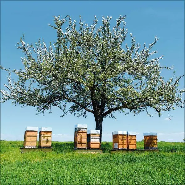 Bild: 9783819303814 | Bienen 2027 | Verlag Korsch | Kalender | 13 S. | Deutsch | 2027