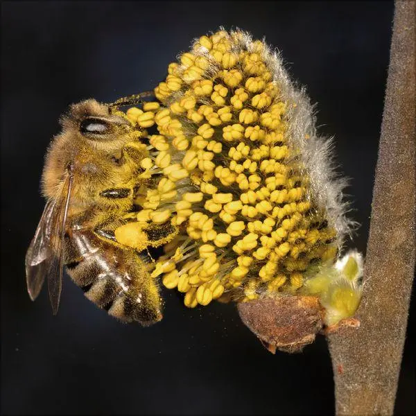 Bild: 9783819303814 | Bienen 2027 | Verlag Korsch | Kalender | 13 S. | Deutsch | 2027
