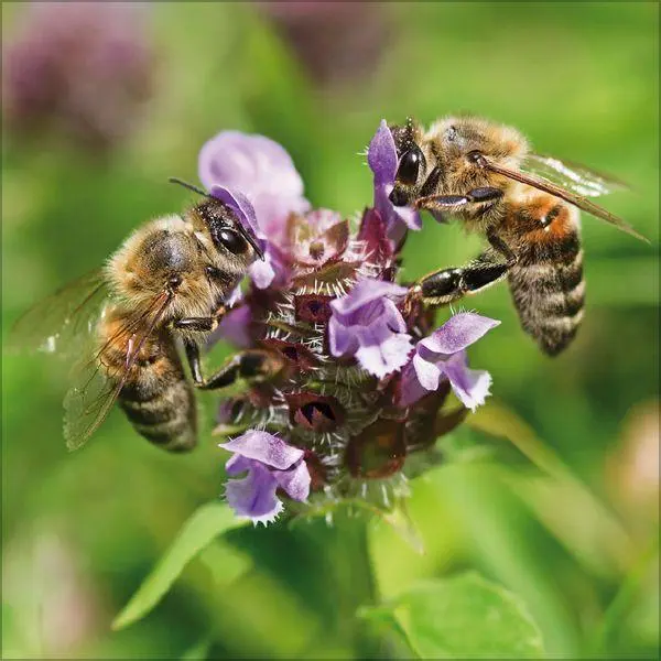 Bild: 9783819303814 | Bienen 2027 | Verlag Korsch | Kalender | 13 S. | Deutsch | 2027