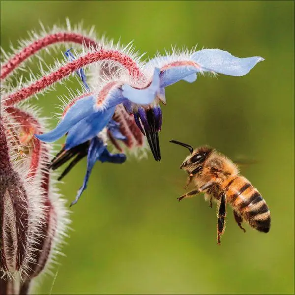 Bild: 9783819303814 | Bienen 2027 | Verlag Korsch | Kalender | 13 S. | Deutsch | 2027
