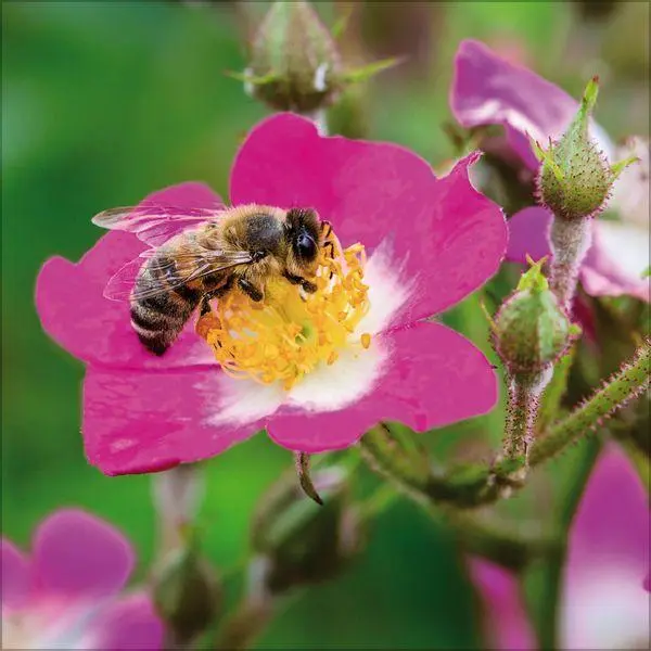Bild: 9783819303814 | Bienen 2027 | Verlag Korsch | Kalender | 13 S. | Deutsch | 2027