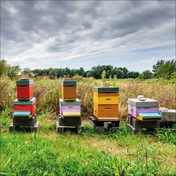 Bild: 9783819303814 | Bienen 2027 | Verlag Korsch | Kalender | 13 S. | Deutsch | 2027