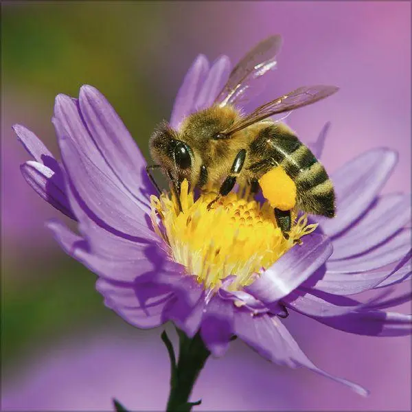 Bild: 9783819303814 | Bienen 2027 | Verlag Korsch | Kalender | 13 S. | Deutsch | 2027